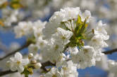 20100428_155344 Fiori di ciliegio.jpg